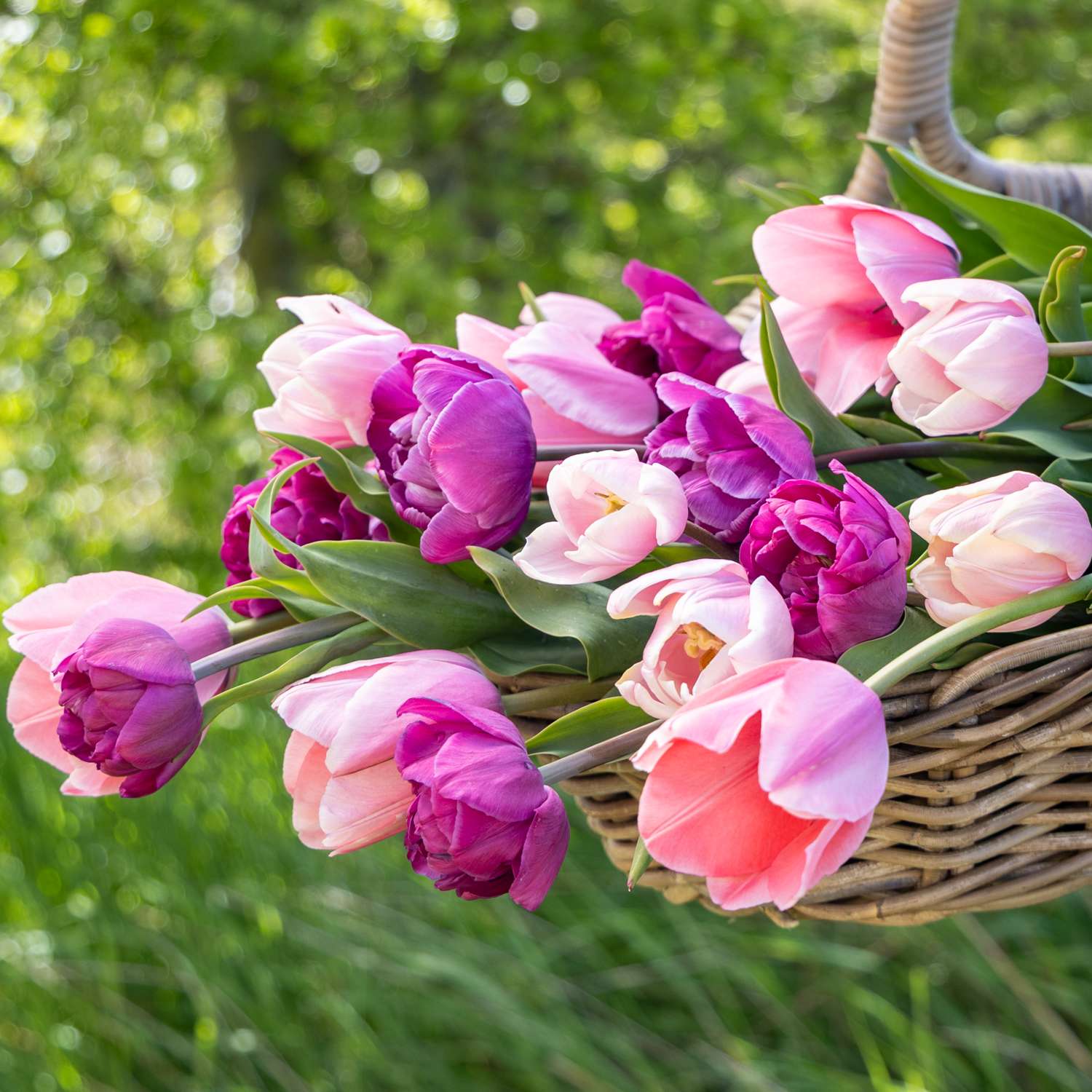 Tulpenmengsel 'Berry Blush'